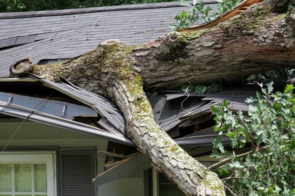 Storm Remediation in Redmond